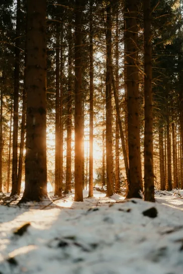 Unsplash Placeholder